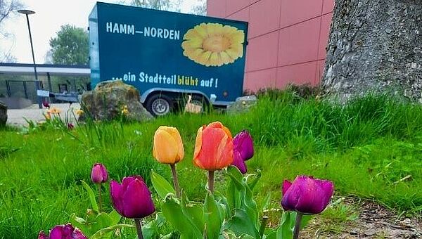 Tulpen auf einer Wiese
